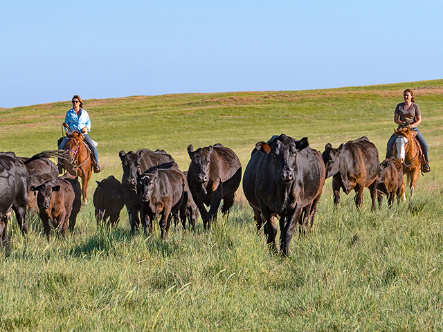 Sandi Turecek (left) and her daughter-in-law, Page, tend to a portion of Stacked Lazy 3 Ranch&#039;s 500-head cow/calf herd. (DTN/Progressive Farmer photo by Robert Lagerstrom)